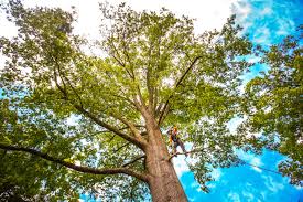 Best Tree Removal  in Winchester, CA