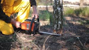 Trusted Winchester, CA Tree Care Experts