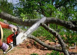 Best Lawn Renovation and Restoration  in Winchester, CA