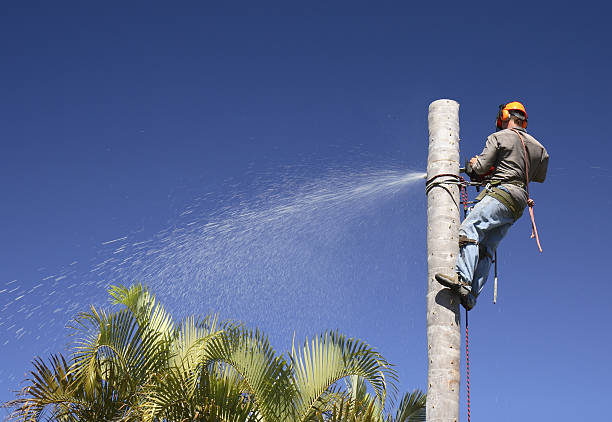 Winchester, CA Tree Care Company