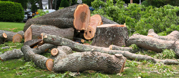 Best Stump Grinding and Removal  in Winchester, CA