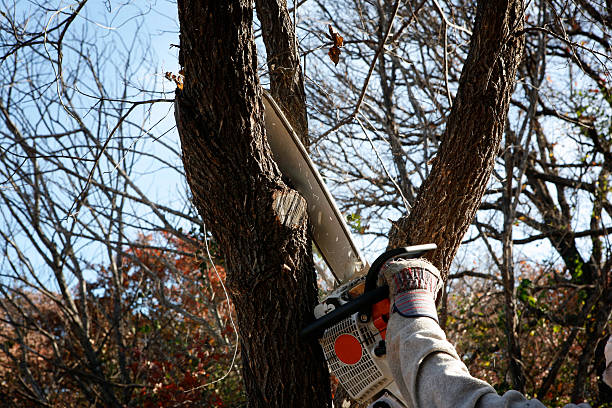 How Our Tree Care Process Works  in  Winchester, CA