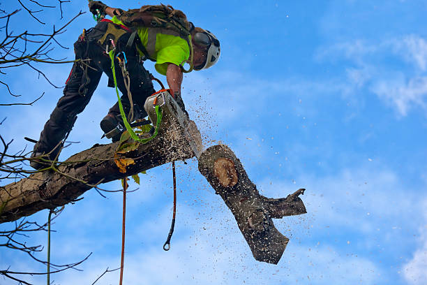  Winchester, CA Tree Care Pros